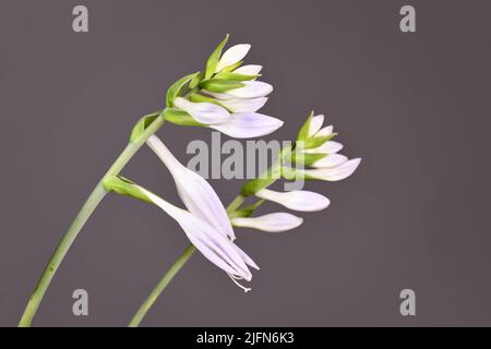Blooming flowers of Hosta garden plant on gray background Stock Photo