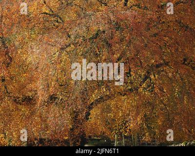 abstract pattern of copper beech tree canopy in Autumn with heavy shaded branches breaking up golden shades of fall foliage - Cumbria, England, UK Stock Photo