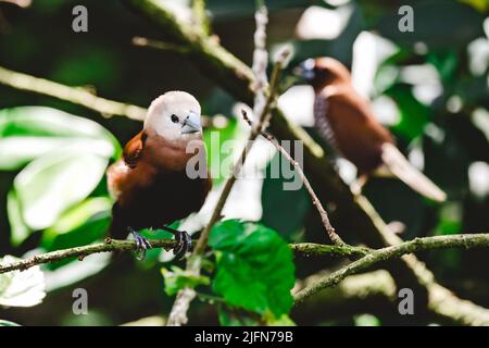 A closeup of the white-headed munia, Lonchura maja perched on the branch. Selected focus. Stock Photo