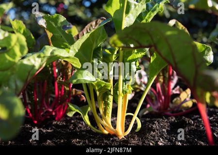 Closeup of multicolor rainbow swiss chard or mangold (beta vulgaris) growing in a raised garden bed. Home grown healthy food is a trend in Germany. Stock Photo