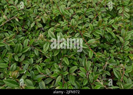 Cotoneaster salicifolius leaves close up Stock Photo