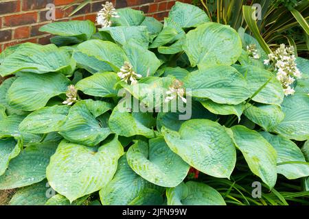 Hosta is a genus of plants commonly known as hostas, plantain lilies and occasionally by the Japanese name gibōshi. Hostas are widely cultivated as sh Stock Photo