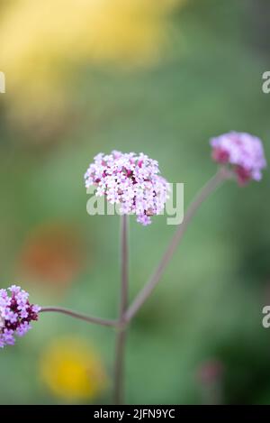 Images shot of popular garden flowers that bloom summertime in the UK among keen Gardeners and Horticulturists Stock Photo