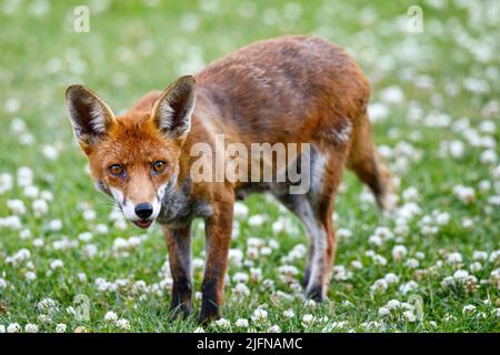 Wild Red Fox (Vulpes vulpes) on a clover covered garden lawn, Sussex, UK Stock Photo