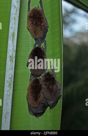 Spix's Disk-winged Bat (Thyroptera tricolor) four bats roosting in leaf Osa Peninsula, Costa Rica               March Stock Photo