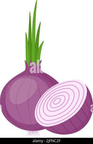Red onion, whole and cut. Organic farm vegetable, vector illustration Stock Vector