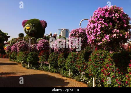 Blumen, Dubai, Miracle Garden, ein Garten mit wunderschönen Pflanzen und Blumen Mitten in der wüste Stock Photo