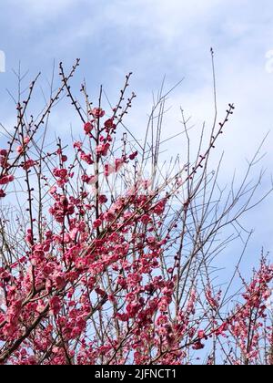 Pale pink blossoms on a flowering plum shrub Stock Photo