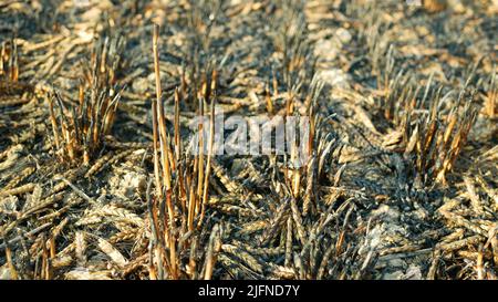 Fields fire flame barley heat ears Hordeum vulgare after blaze wild drought dry black earth ground catastrophic pity damage vegetation cereals stand Stock Photo