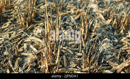 Fields fire flame barley Hordeum vulgare after blaze wild drought dry black earth ground catastrophic pity damage vegetation cereals stand green Stock Photo