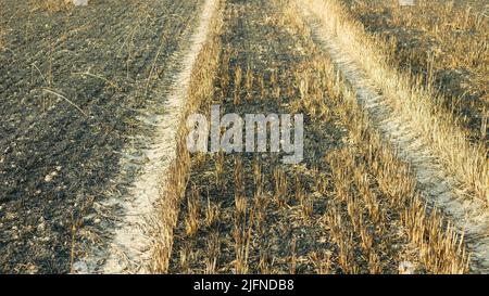 Fields fire flame barley Hordeum vulgare after blaze drone aerial wild drought dry black earth ground catastrophic pity damage vegetation cereals Stock Photo