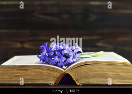 Open book and hyacinth flower Stock Photo