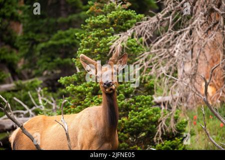 A Young bull elk in the Colorado Rockies in the morning in a high mountain meadow Stock Photo