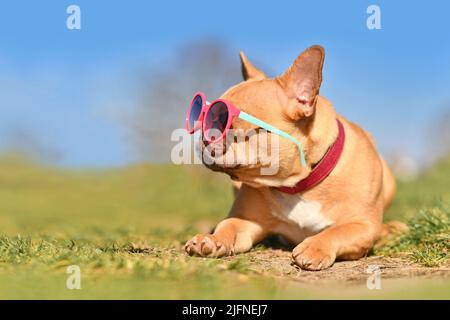 Cool French Bulldog dog wearing pink sunglasses in summer on hot day with copy space Stock Photo