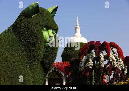 Katze, Blumen, Dubai, Miracle Garden, ein Garten mit wunderschönen Pflanzen und Blumen Mitten in der wüste Stock Photo