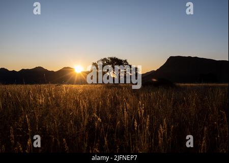 sunset behind a trees in Africa Stock Photo
