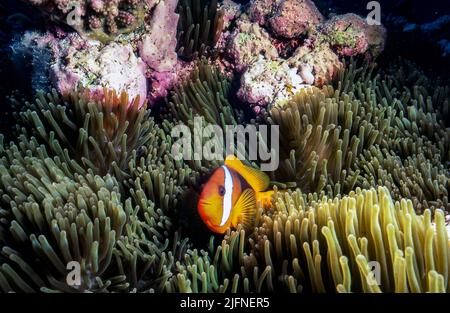 Cinnamon clownfish (Amphiprion melanopus) in bubble.tip anemone (Entacmea quadricolor). Photo from Flinders Reef, the Coral Sea. Stock Photo
