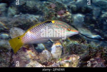 Marble wrasse (Halichoeres hortulanus) from Kuredu Island, the Maldives. Stock Photo