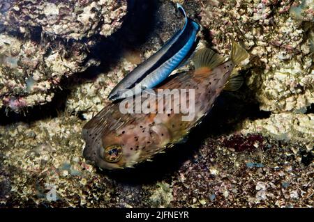 Cleaner Wrasse, Labroides dimidiatus. Stock Photo