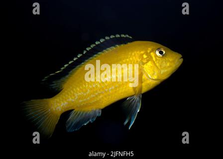 Malawi cicklid from the Mbuna group - Labidochromis caeruleus "Yellow" Stock Photo