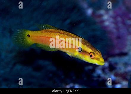 Twospot Hogfish, Bodianus bimaculatus Stock Photo