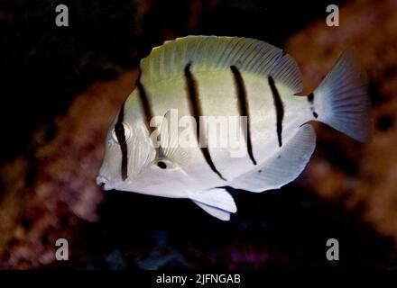 The Manini or Convict Surgeonfish, Acanthurus triostegus. Stock Photo