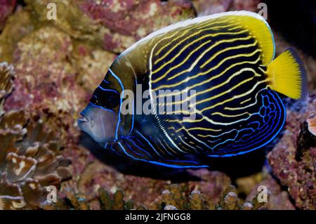 Emperor Angelfish, Pomacanthus imperator. Subadult specimen about to change to adult colours. Stock Photo