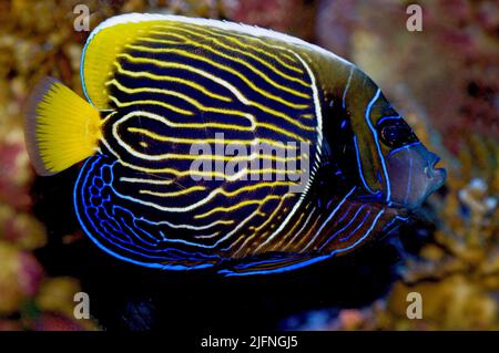 Emperor Angelfish, Pomacanthus imperator. Subadult specimen about to change to adult colours. Stock Photo