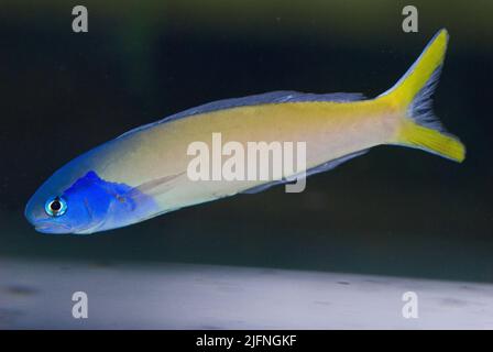 Blue-headed Tilefish, Hoplolatilus starcki. Stock Photo