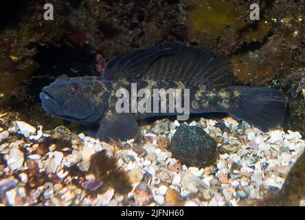 Monkey goby fish stock photo. Image of black, water, bass - 25935628