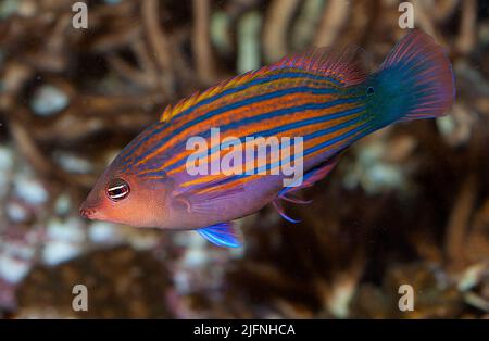 Sixline Wrasse, Pseudocheilinus hexataenia. Stock Photo