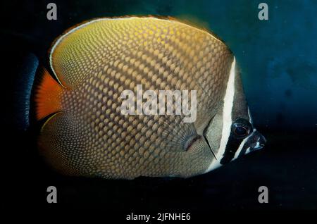 Red-tailed butterflyfish (Chaetodon collare). Stock Photo