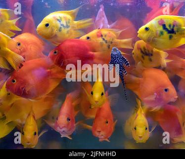 Parrot goldfish hot sale