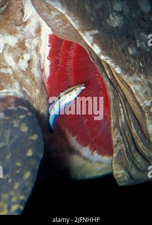 Cleaner Wrasse, Labroides dimidiatus, cleaning the gills of a big grouper. Stock Photo