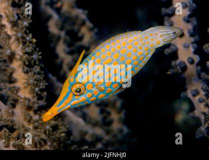 Orange-spotted Filefish (Oxymonacanthus longirostris). Stock Photo