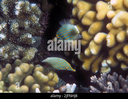A pair of Orange-spotted Filefish (Oxymonacanthus longirostris) in a shallow reef in the Maldives Stock Photo
