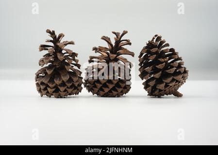 three dry pine cone on white background Stock Photo