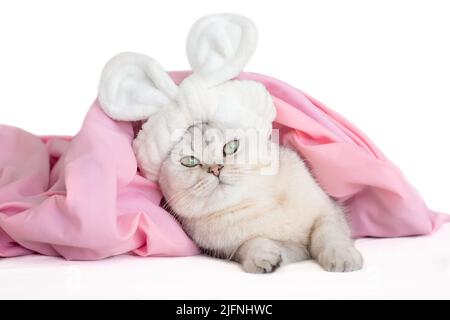 Funny white cat, in a bandage with ears, lies under a pink blanket, isolated Stock Photo