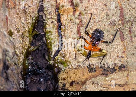 Resin assassin bug (Amulius sp., family Reduviidae) from the rainforest ...