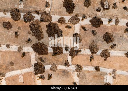 Colonies of wasp from the genus Polistes, from Tsarasaotra Park, Madagascar. Stock Photo