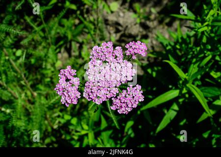 Close up of beautiful vivid pink magenta flowers of Achillea millefolium plant, commonly known as yarrow, in a garden in a sunny summer day Stock Photo