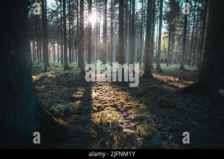 Pine forest landscape in the Hohes Venn Eifel nature park Stock Photo
