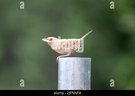 A House Wren Perches on a Pole with Something in his Mouth Stock Photo