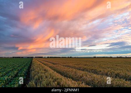 Orange colored clouds at high level over agricultural fields Stock Photo