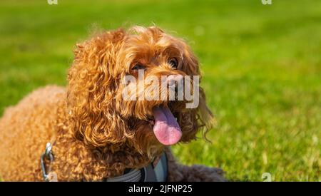 Cavapoo dog in the park on a summer sunny day, mixed, breed of Cavalier King Charles Spaniel and Poodle. Street photo, selective focus, no people Stock Photo