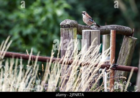 Leipzig, Germany. 30th June, 2022. A jay (Garrulus glandarius) perches on a pasture fence. The medium-sized corvid is able to imitate voices of other birds. Credit: Jan Woitas/dpa/Alamy Live News Stock Photo