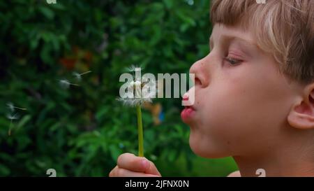 A little boy in a glade.Creative.A small child with brown hair who sits in the green grass and blows on a big white fluffy dandelion. Stock Photo