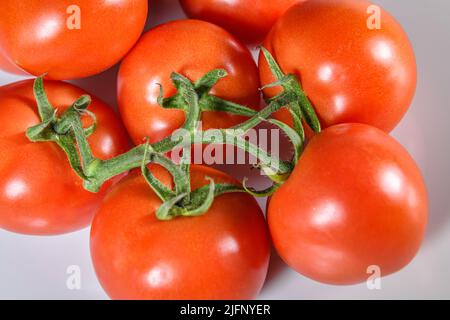 Tomatoes cut out tomatoes on vine - red ripe tomato - tomatoes white background cutout tomatos Solanum lycopersicum Stock Photo