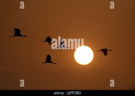 Flock of demoiselle cranes flying at sunrise Stock Photo