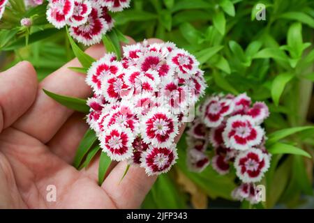 A colorful sweet williams flowering head in a gardener's hand in closeup. Beautiful florets view of this summer garden plant. Stock Photo